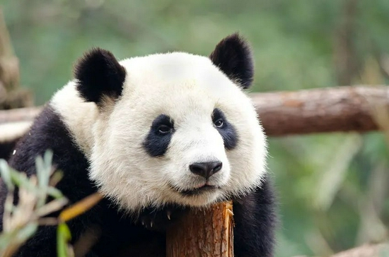 panda