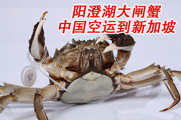 鲜活大闸蟹到新加坡