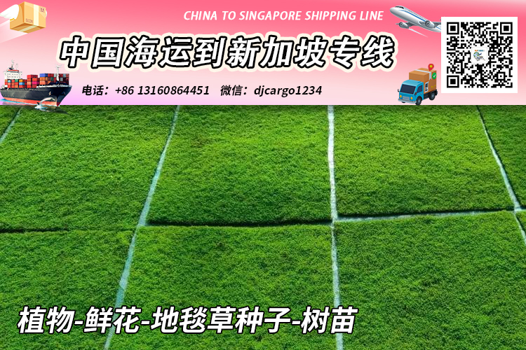 植物-鲜花-地毯草种子-树苗海运空运到新加坡【专业运输】