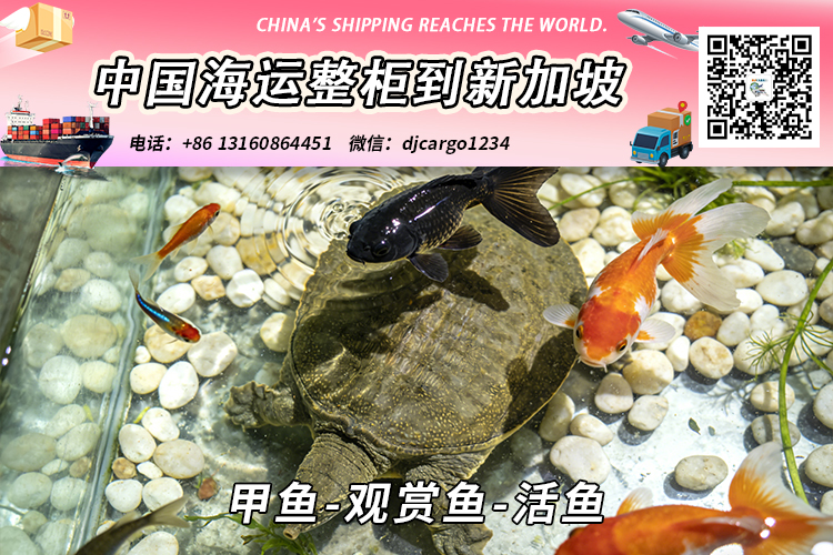 甲鱼-观赏鱼-活鱼空运到新加坡时效2-3天双清关到门 甲鱼-观赏鱼-活鱼空运到新加坡时效2-3天双清关到门